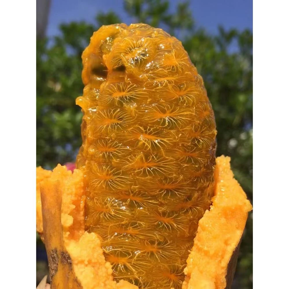 新鲜九月黄野生罕见水果九月瓜当季网红野果预知子木通果拿藤包