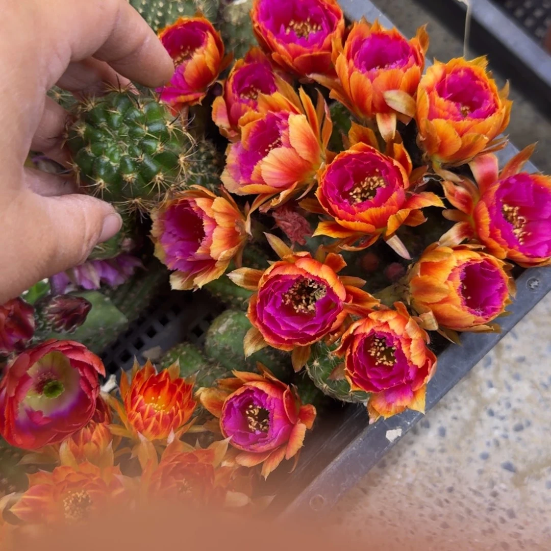 334丽花小乔歪无根侧牙3公分左右，20包邮