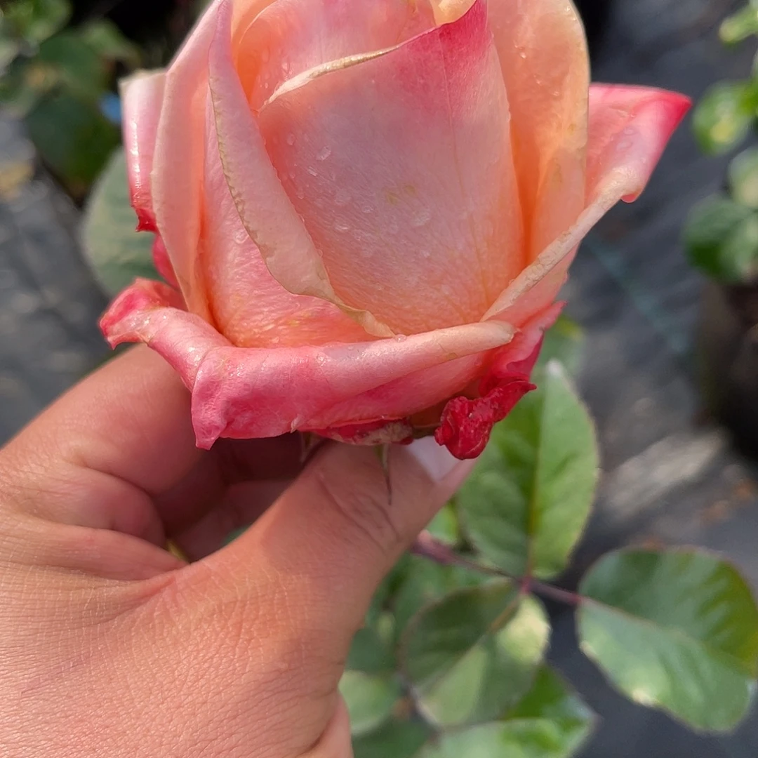 无花朵———温柔山丘 福利款