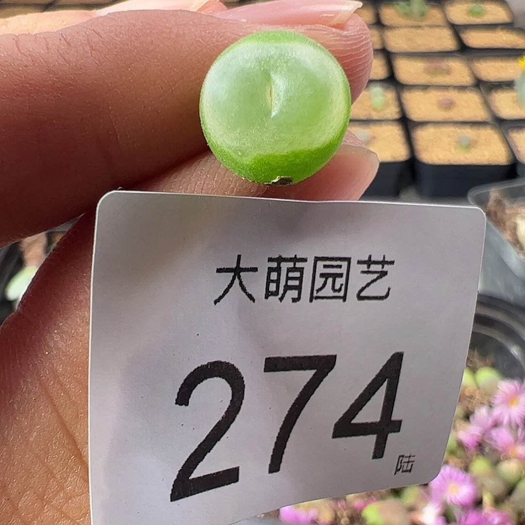 一物一拍。     274