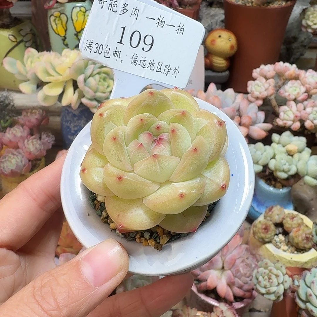 109 多肉含盆土 30元包邮➗偏远
