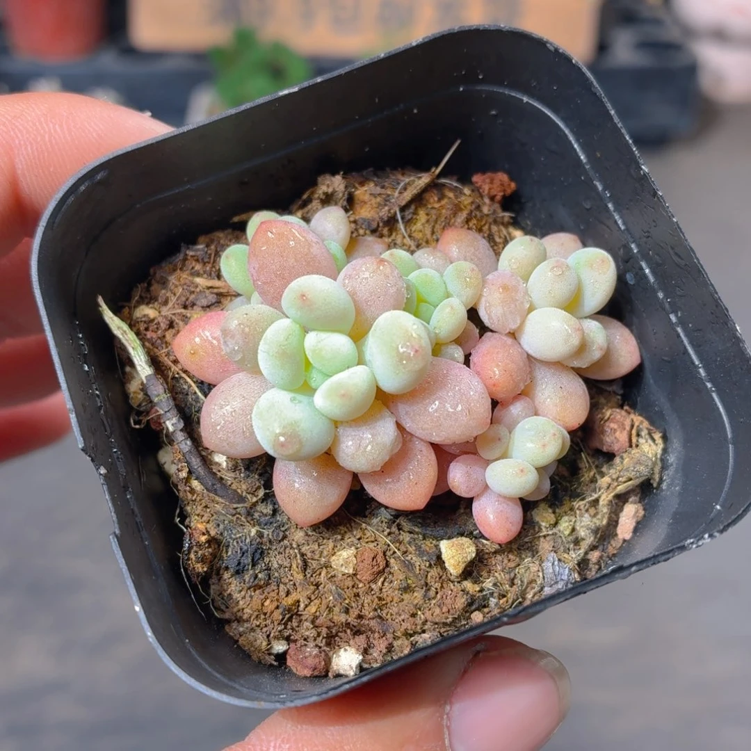 洛可可多肉9.9包邮发货