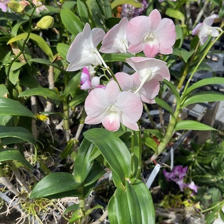 当前无花朵，栽培后可花朵465红蜜桃