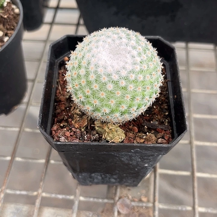 我也不知道我为什么要