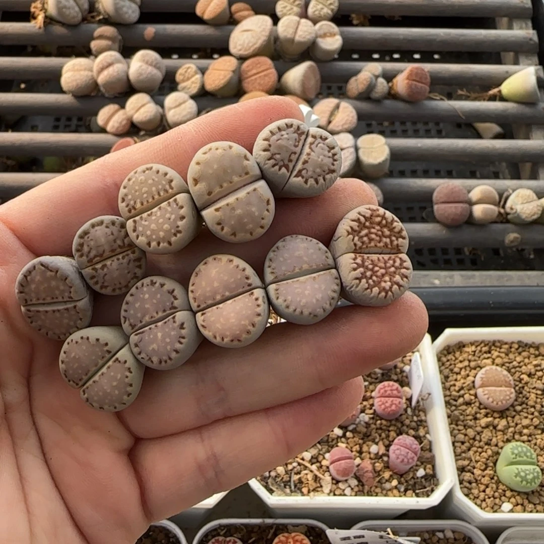 11.20。萌肉一抓子清货不售后不退款。8054