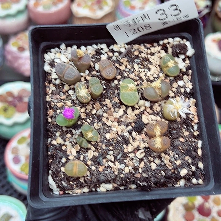 生石花满18包邮1208-33