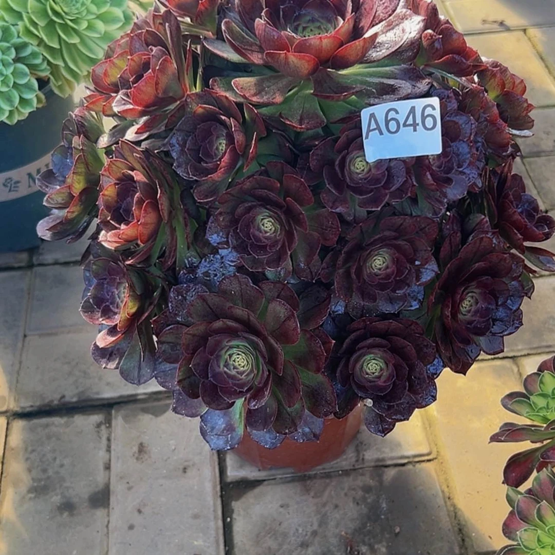 【闪购商品】佬**饨多肉植物646黑磨。