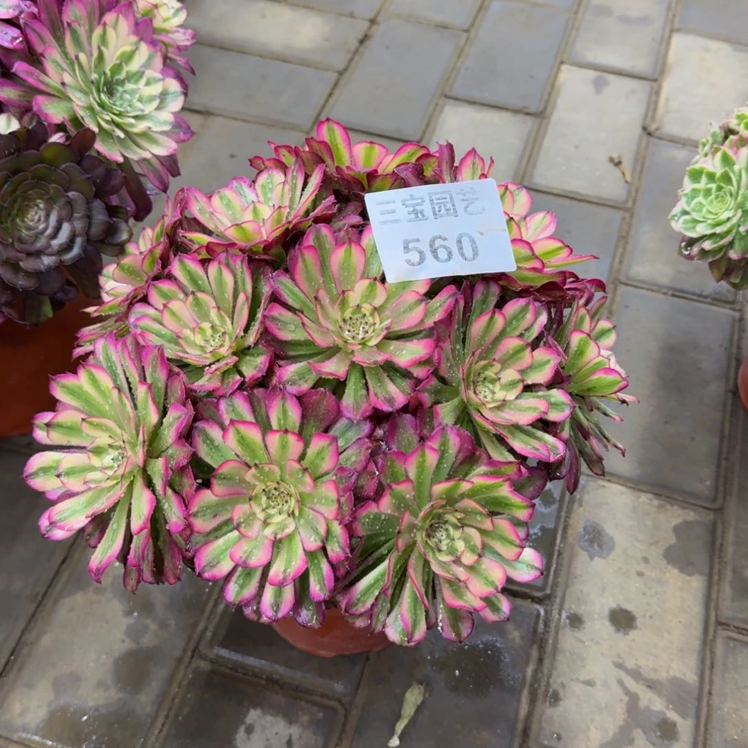 越****)多肉植物560辉煌