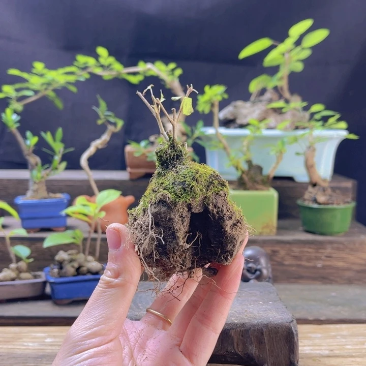 当前无花朵，栽培后可花朵