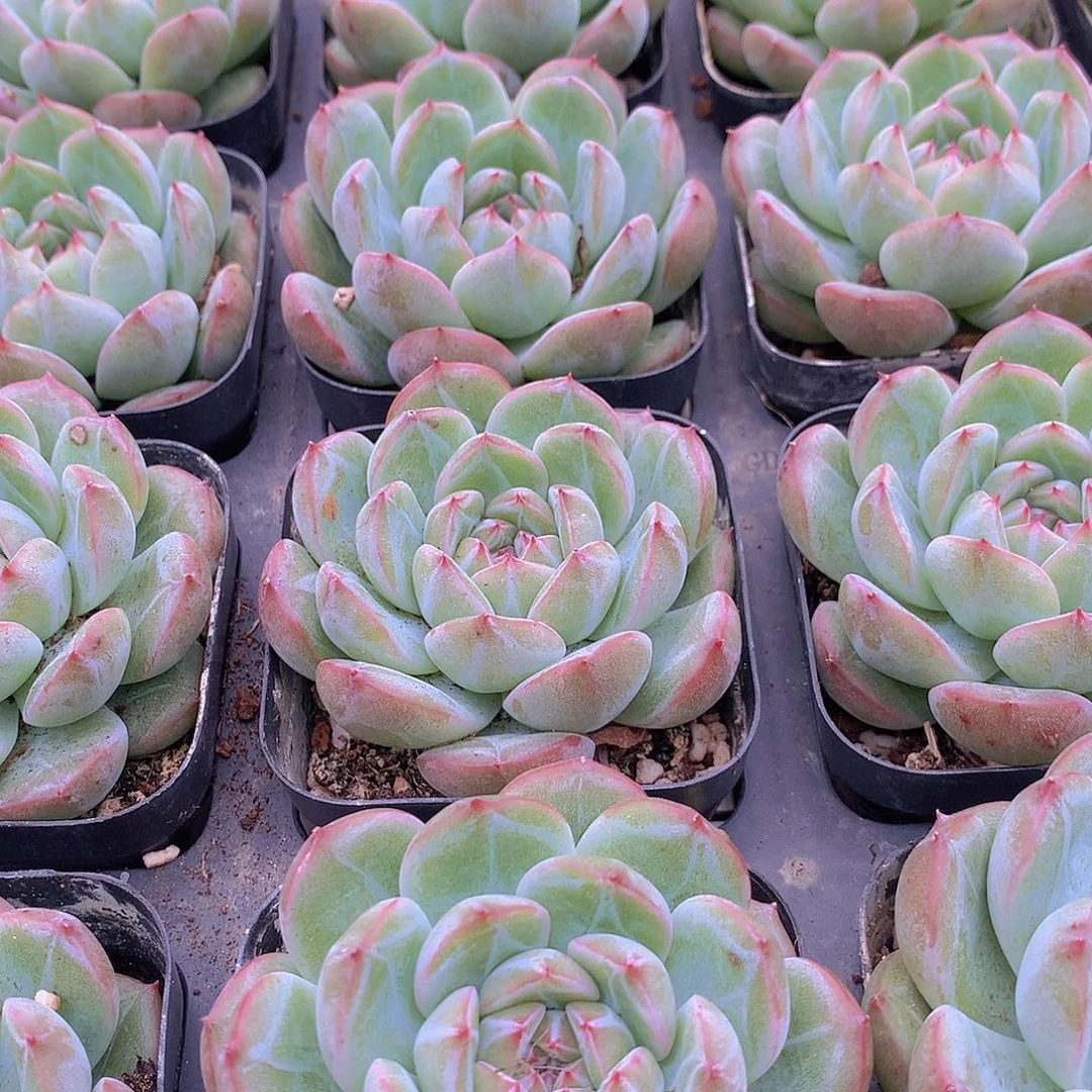 单头雪花珍妮456789990000