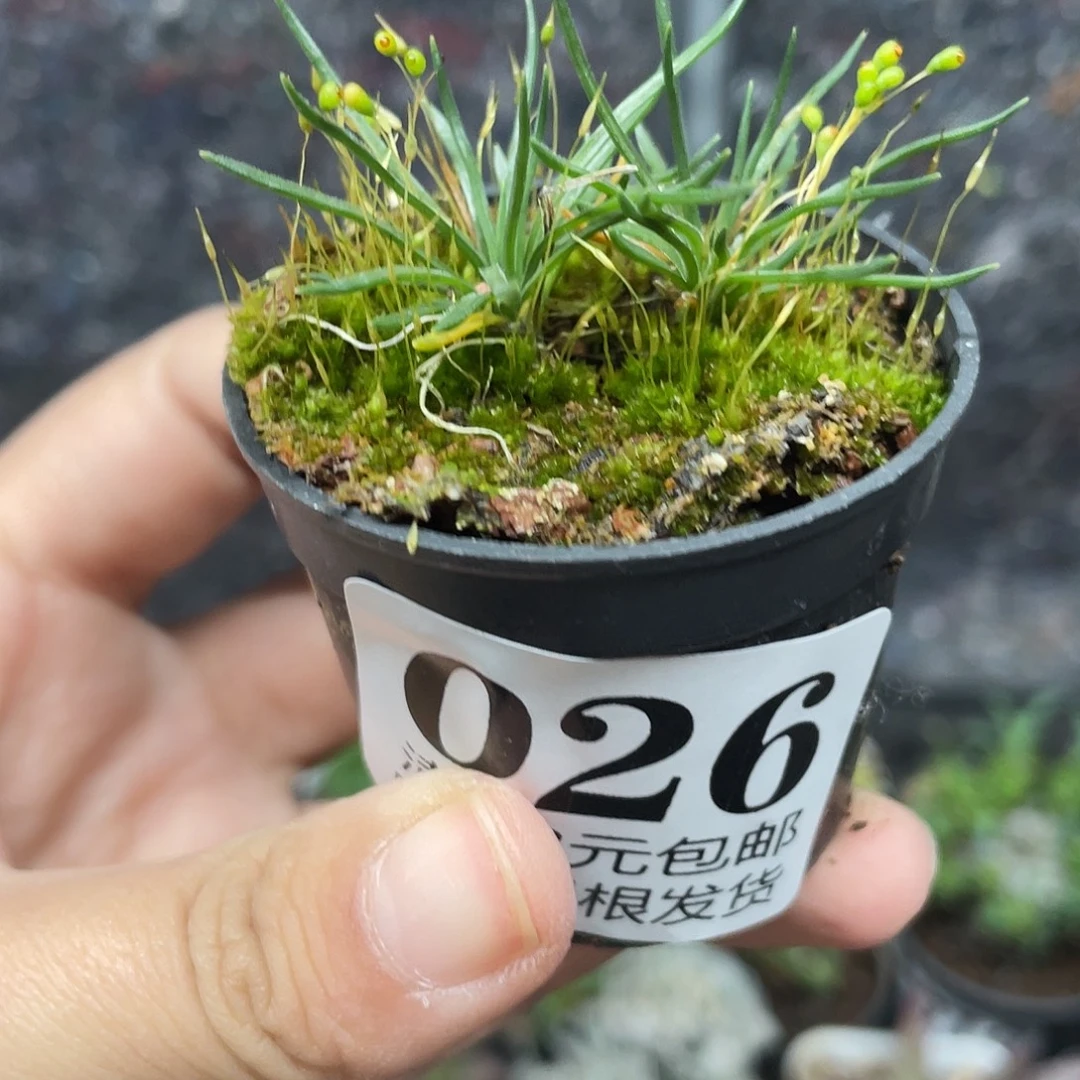 026迷你海葱（满18元包邮）