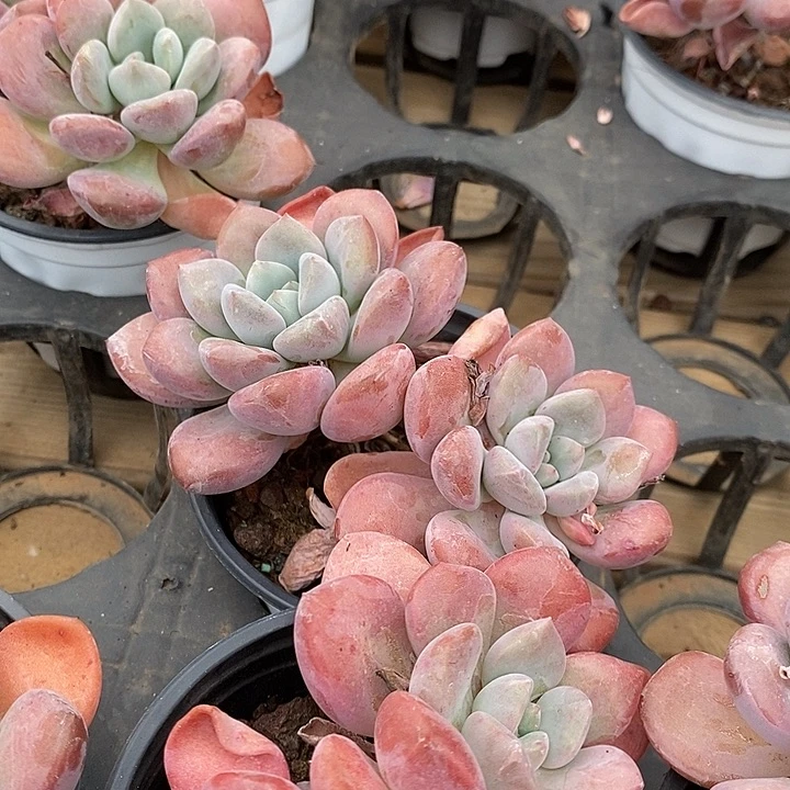 双头白鹭福利多多