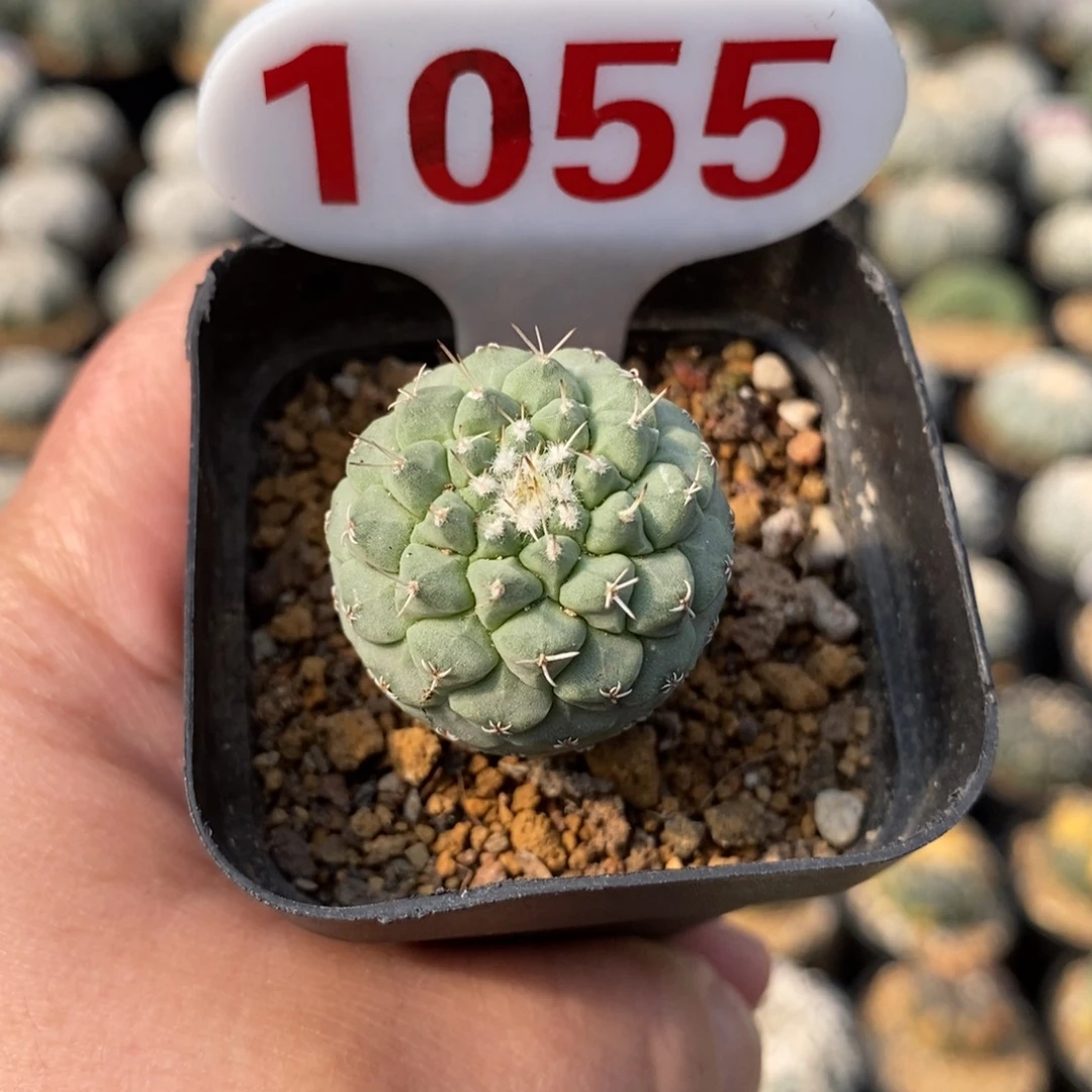 1055菊水缀化福利