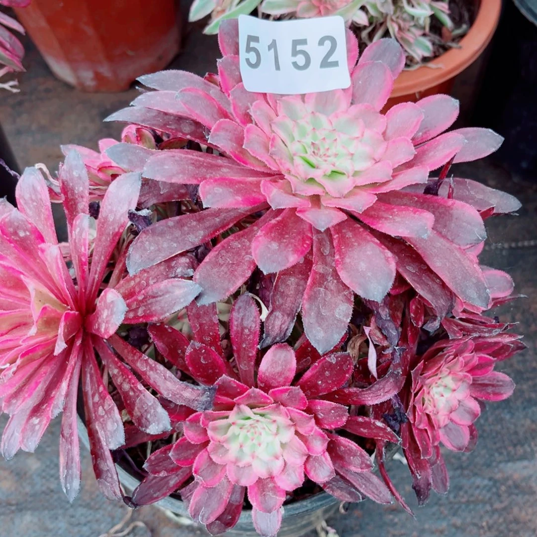 红仙墨多肉发货发货