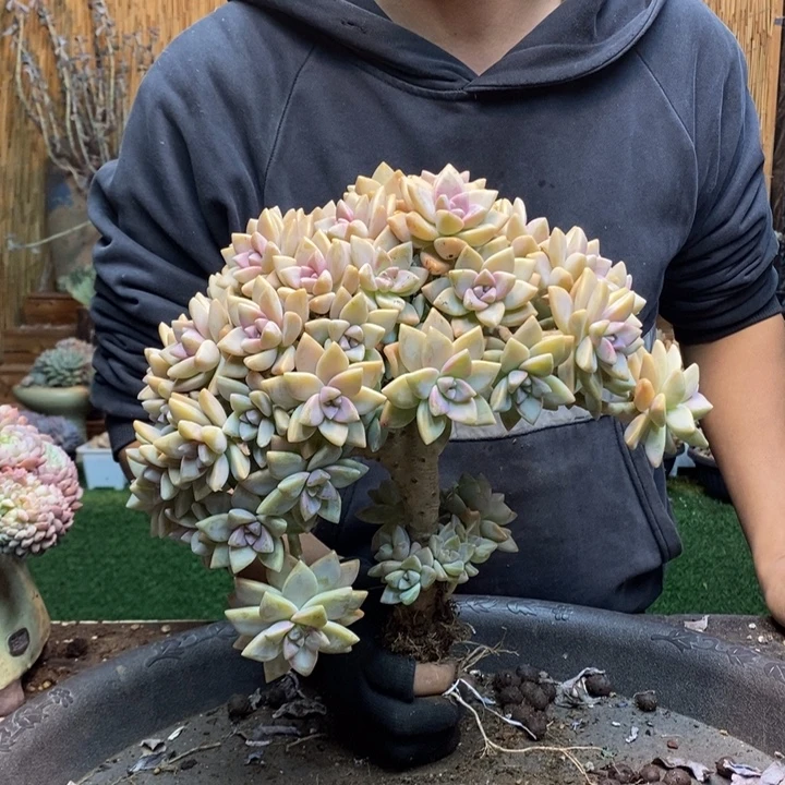 兰***心479 号淡雪多肉植物