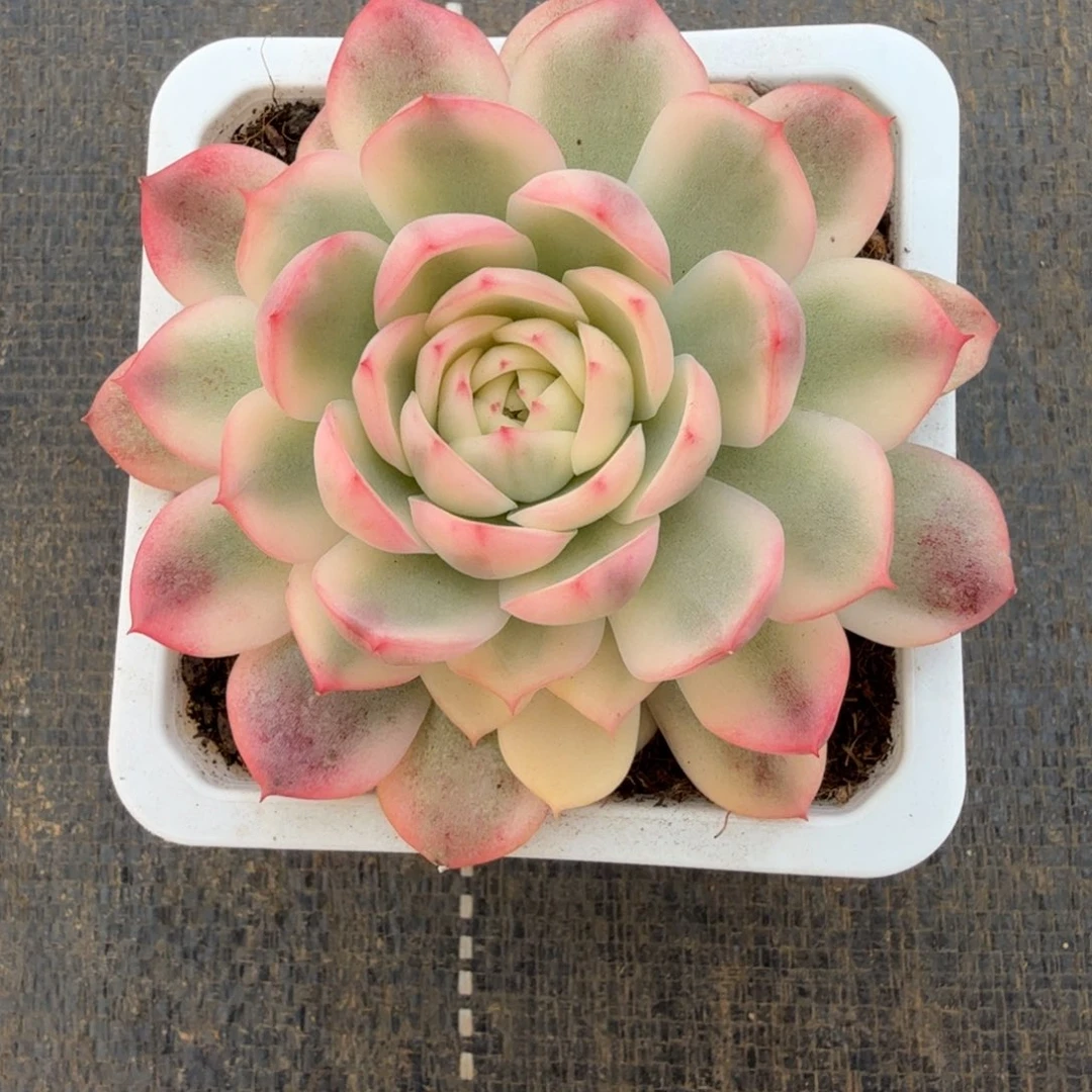 依****粉水晶锦锦上园艺一物一拍