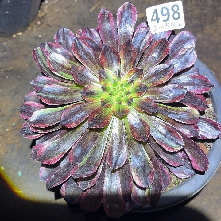 498花鹤翎掌心多肉法师锦不包侧枝断枝