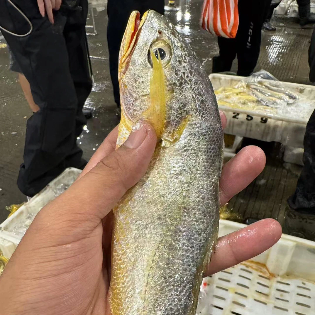 【3斤野生大黄鱼】东海野生海捕黄鱼黄花鱼顺丰包邮