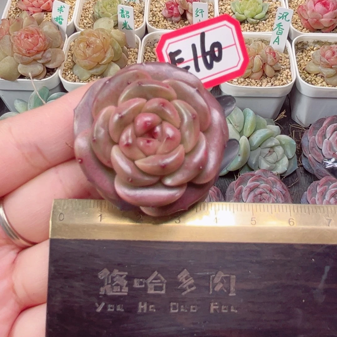 小****2E160一物一拍 巧乐兹