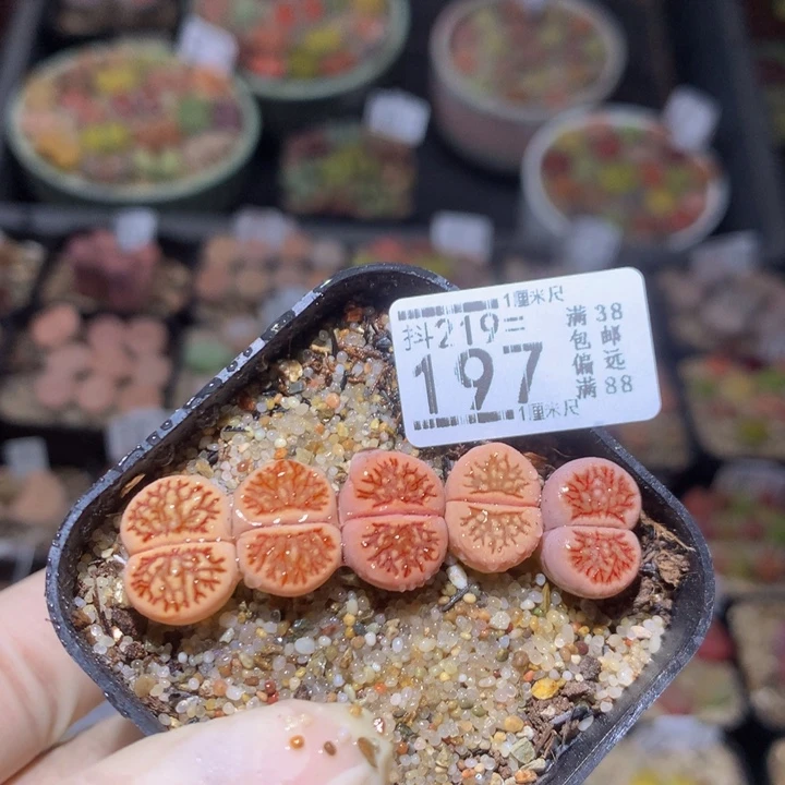 精品生石花219.197