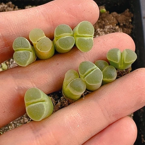 【闪购商品】25251