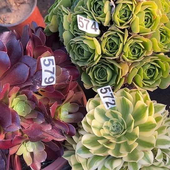 暧*多肉植物三个