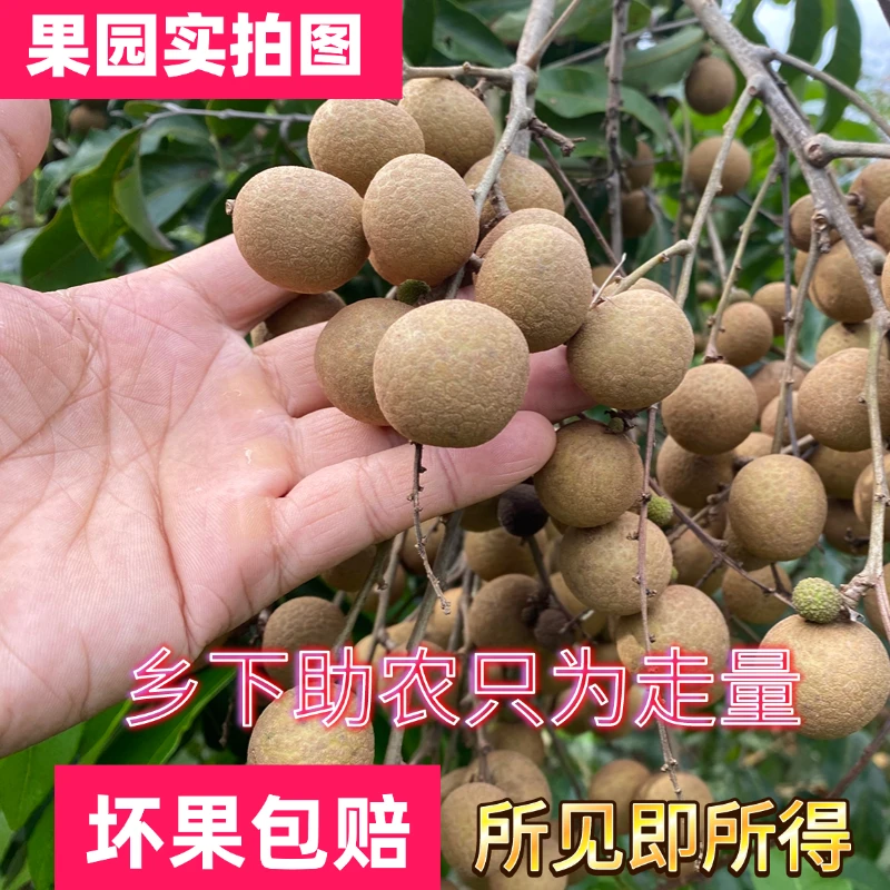 【京东顺丰省外空运1】湛江石硖储良新鲜龙眼肉厚当季水果采摘5斤