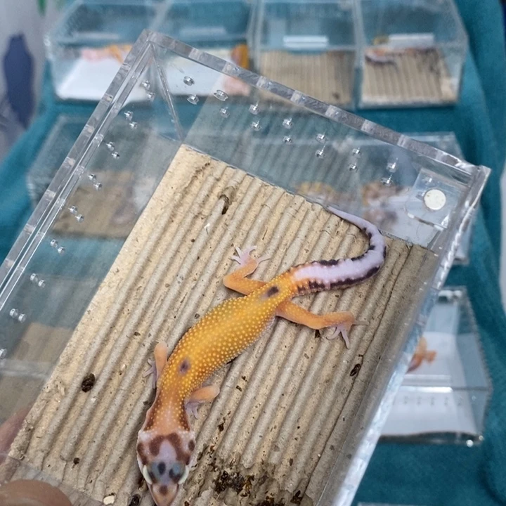 豹纹守宫橘子弟弟