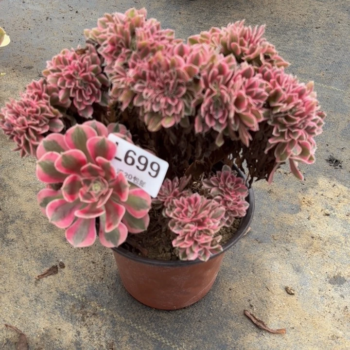 瑞妈多肉园艺699-