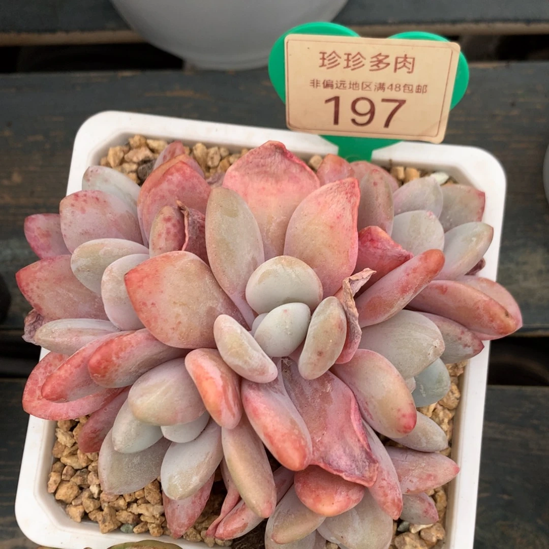 群生粉兔无砍平头197