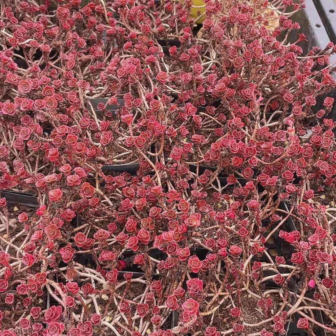 量拍103号 小球玫瑰一盆