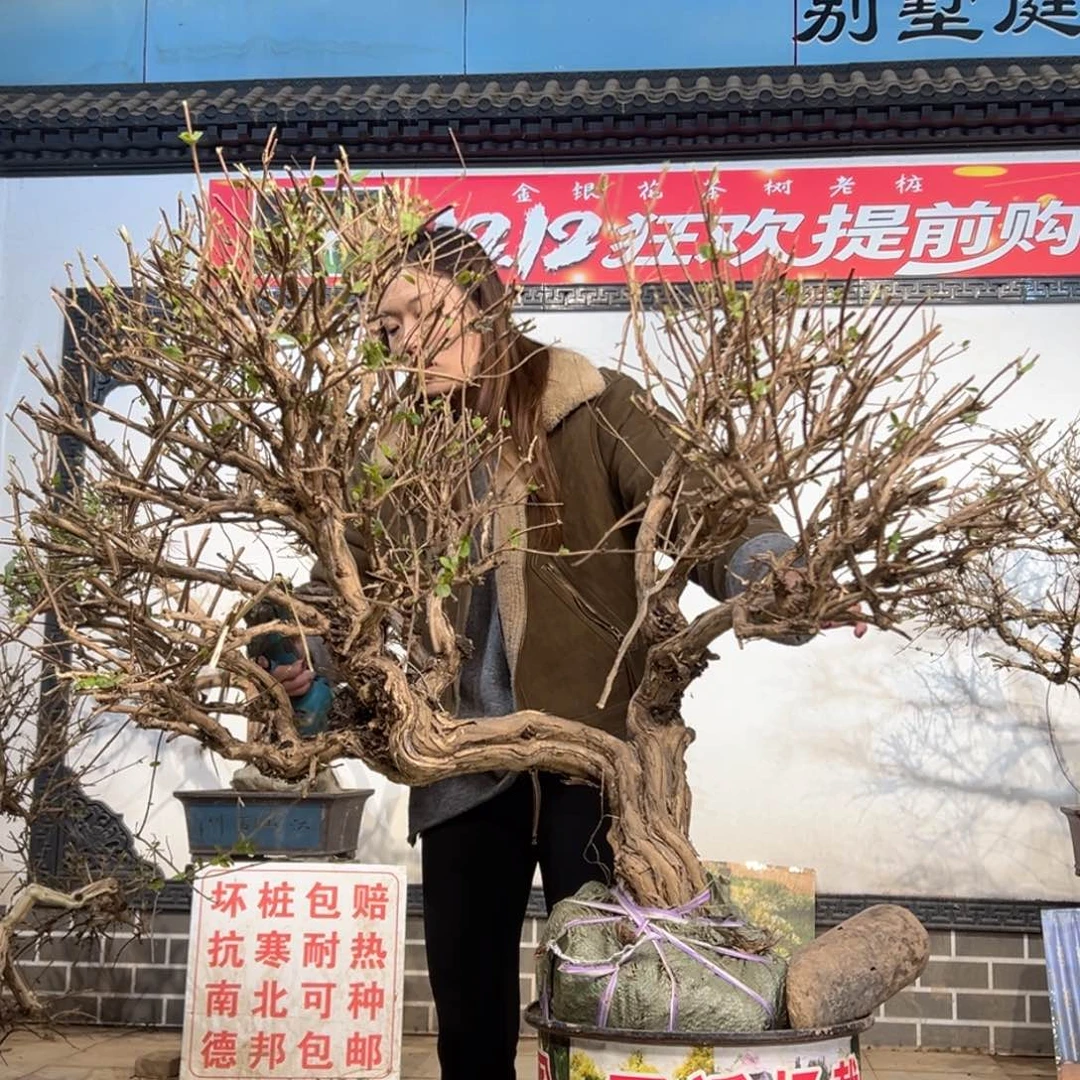 无花朵金银花555558588899