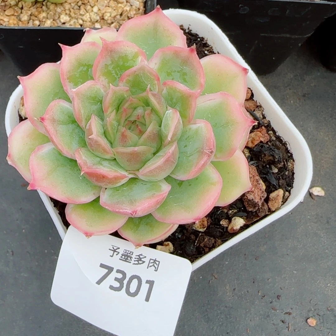 水晶虾饺，7301多肉植物