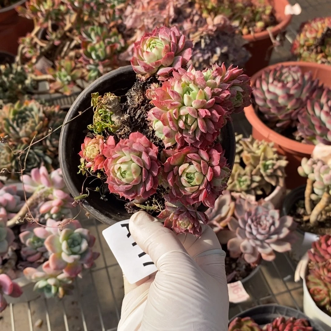 ᨳ***ᐝ117朱砂痣一物一拍