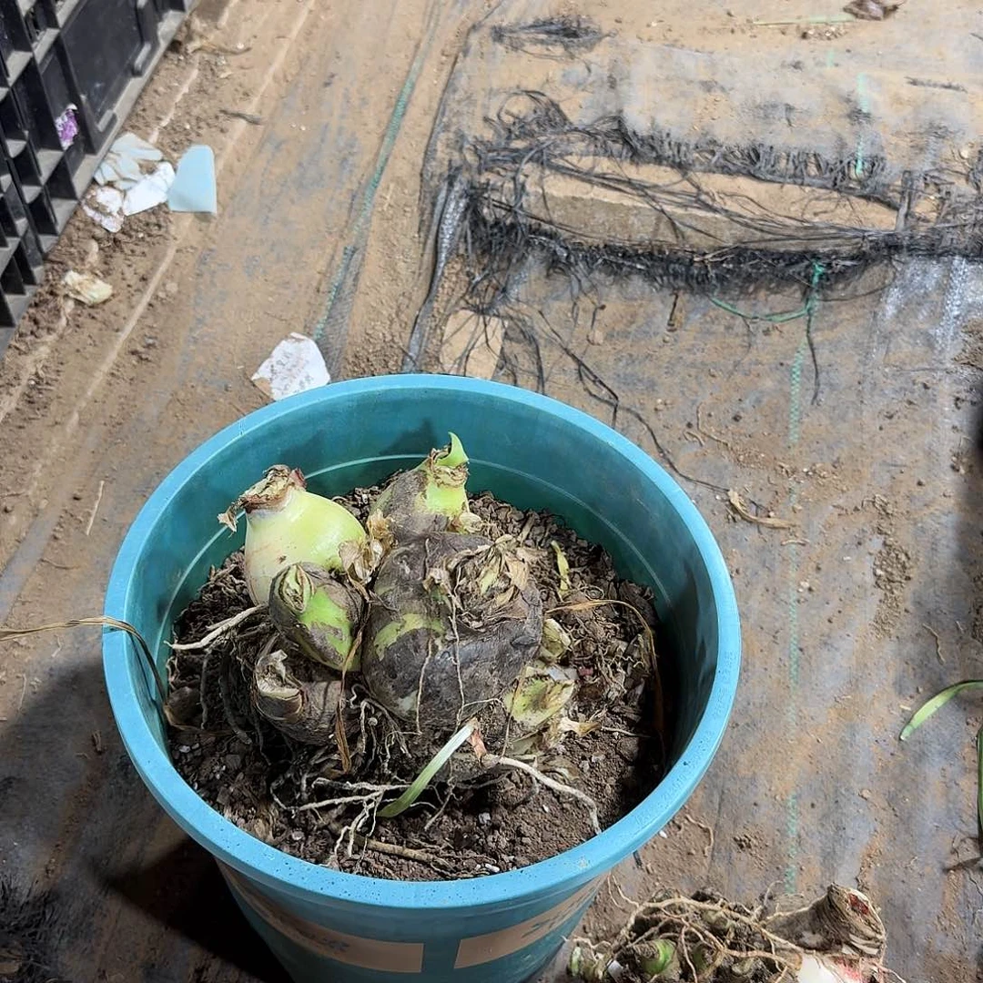 混坨1号群开坨坨发发发