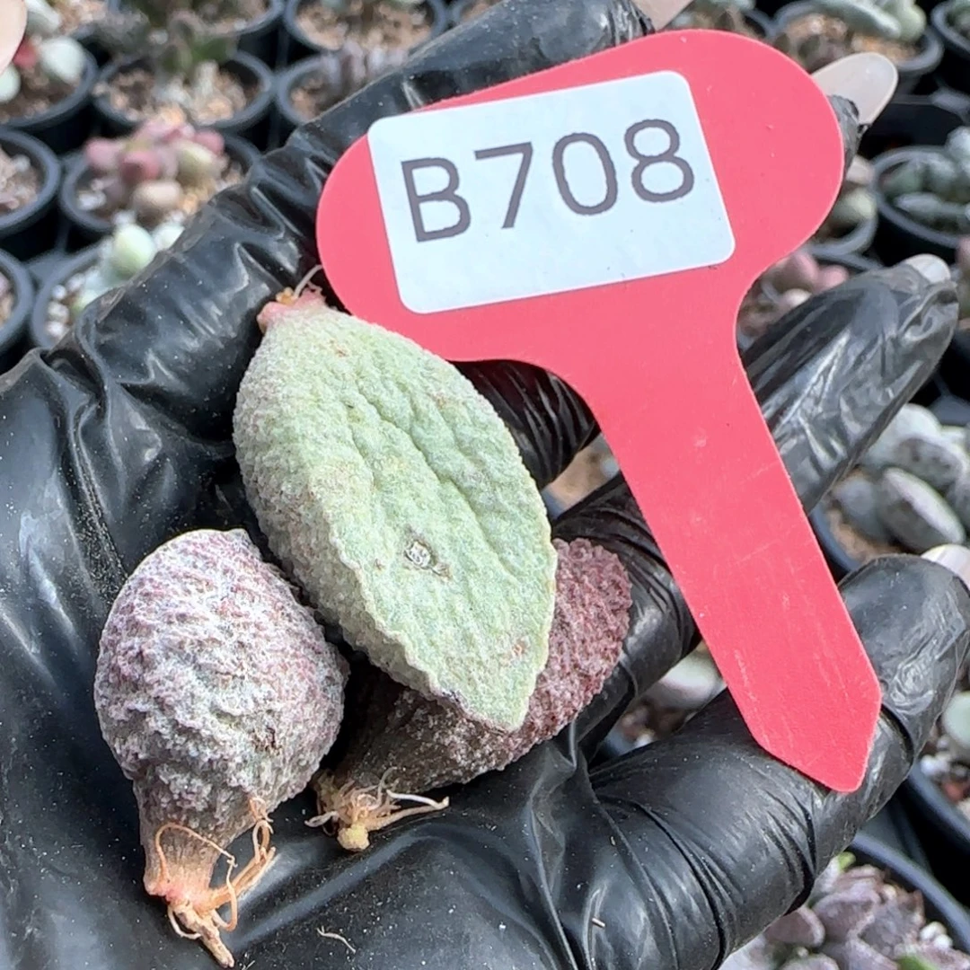 福利。     708。