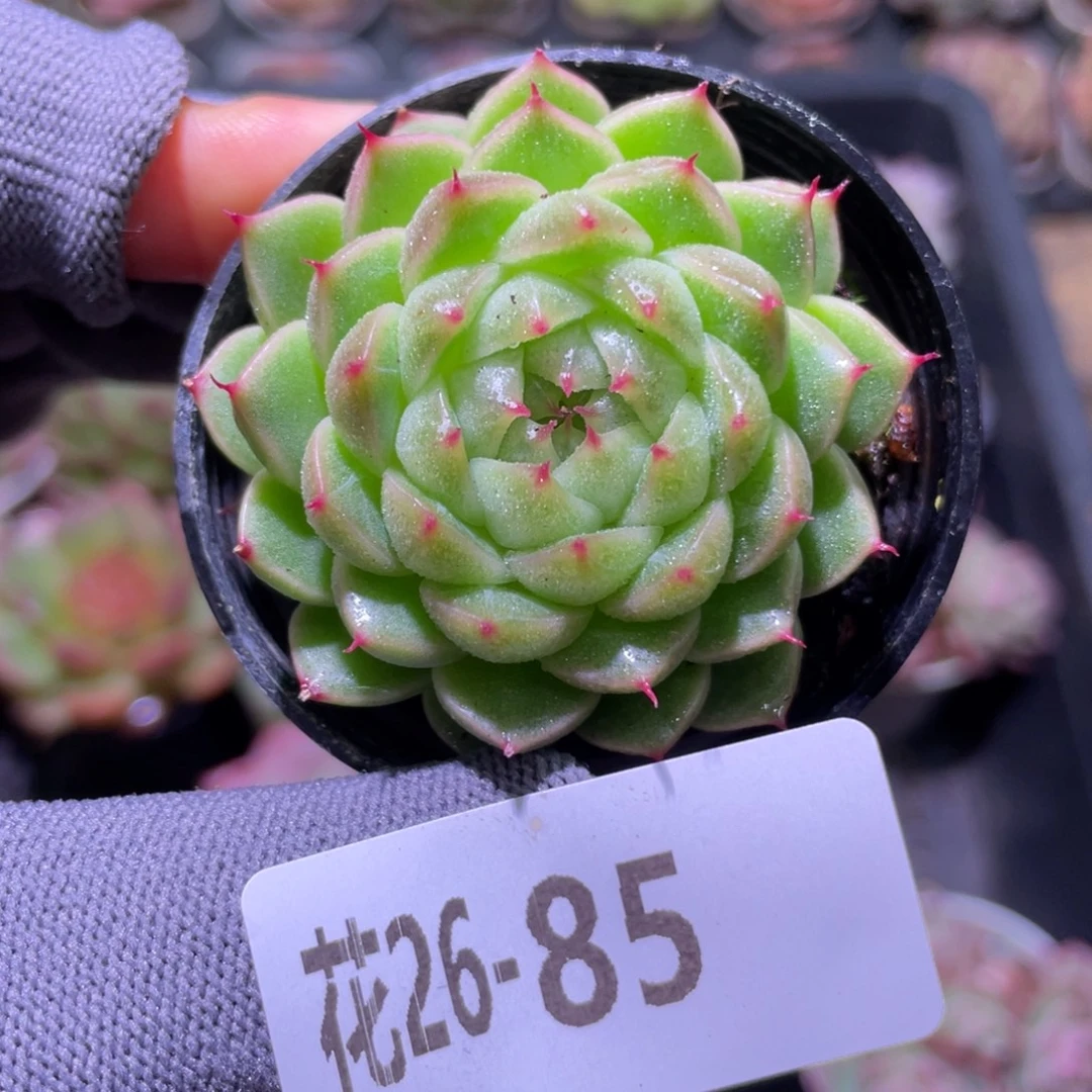 花利美26-85新品珍妮