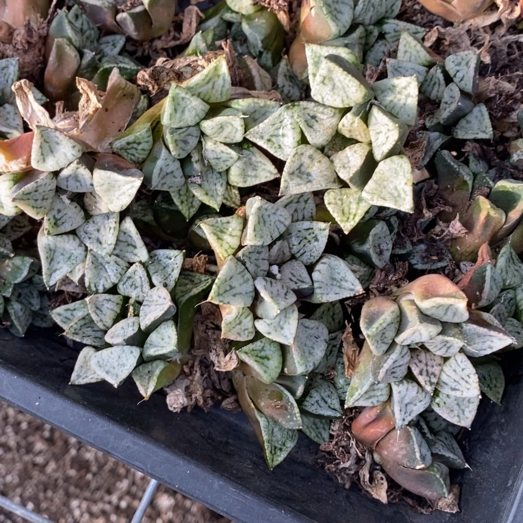 310 一颗大潘多拉魔盒 挑大的发货 新年福利