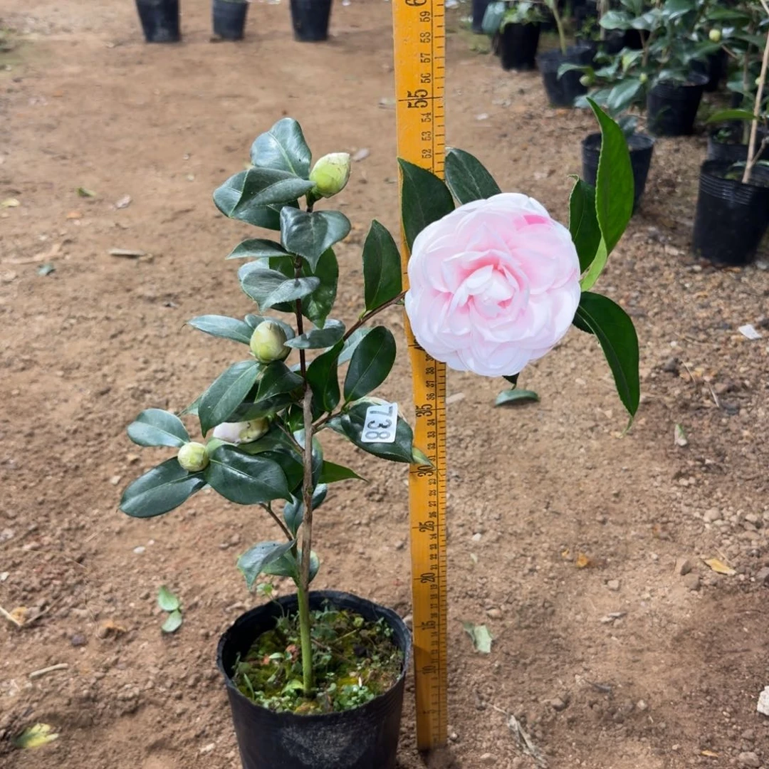 少量花朵（建议范围：2朵-5朵 或40%以下）738白