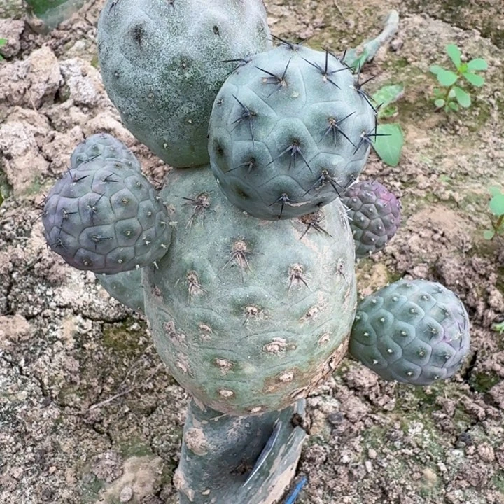 无花朵507蓝皮大型习水池西二