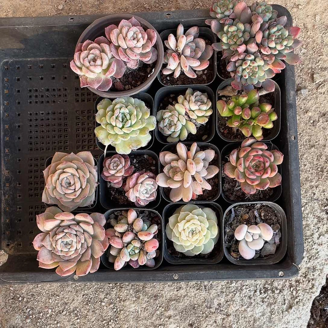 14颗多肉！脱土发！随机品种！种类10个左右