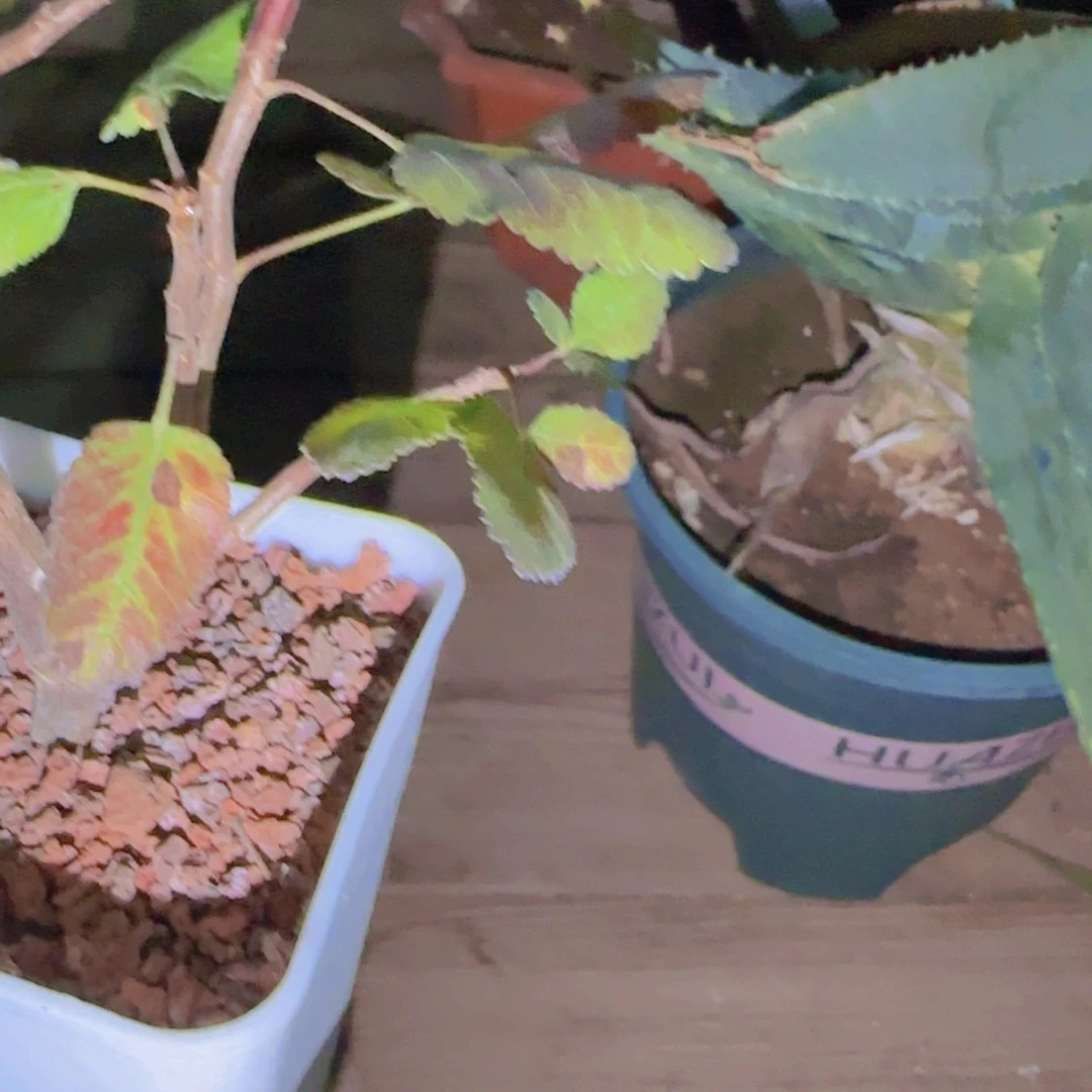 I***a块根植物块根植物块根植物