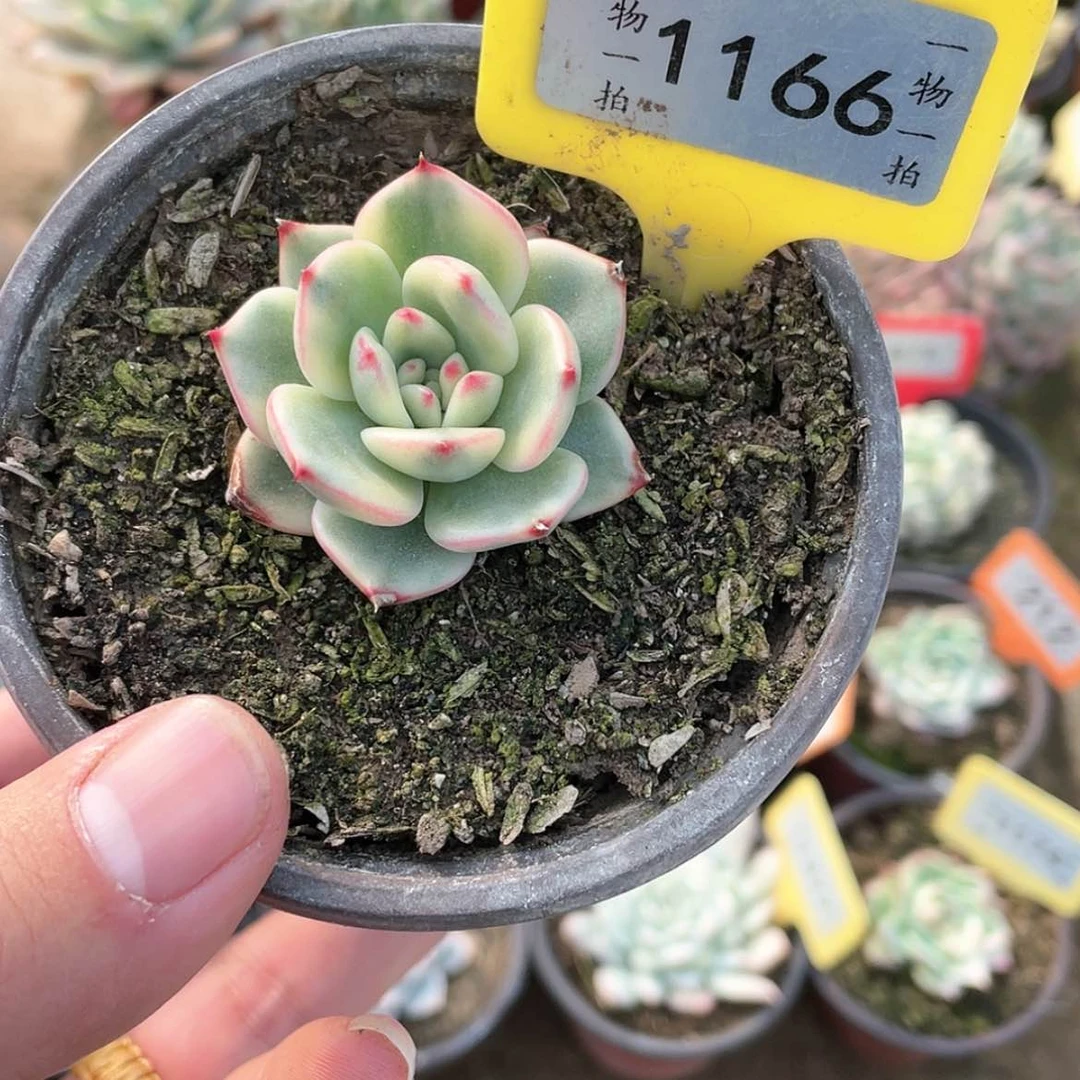 【闪购商品】三****面1166号