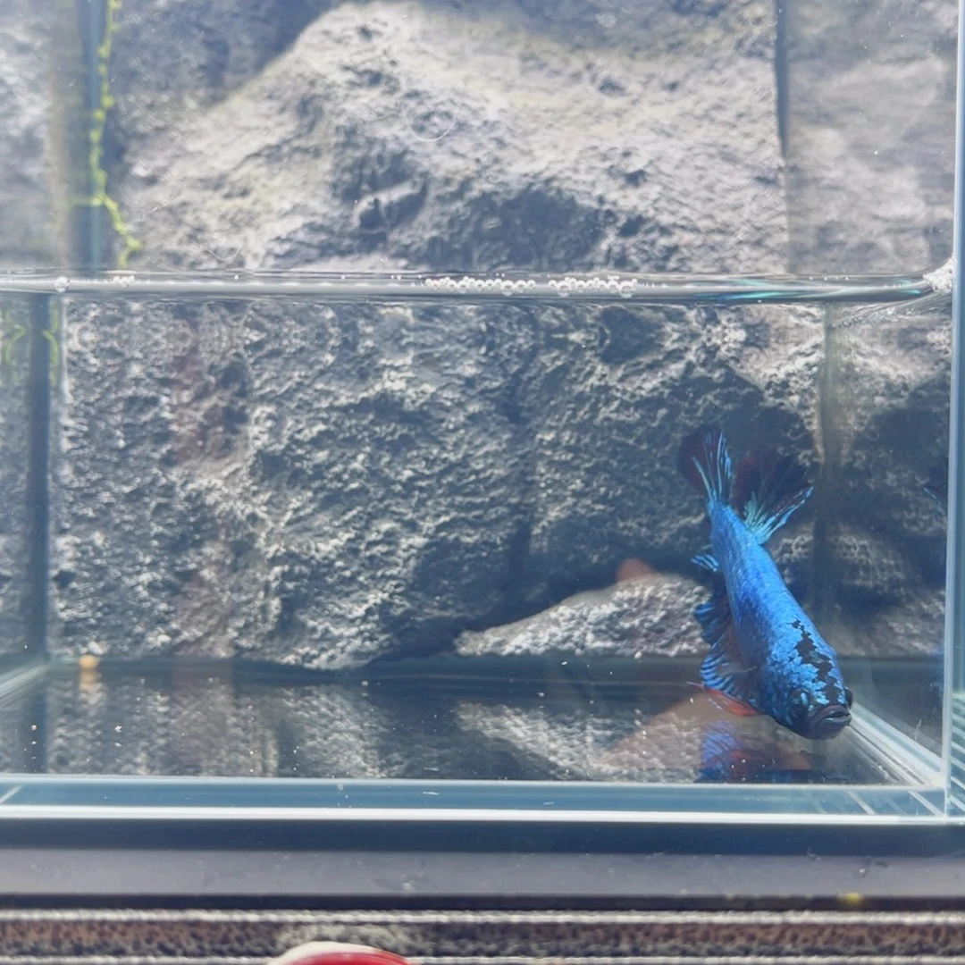 海水鱼泰国斗鱼观赏鱼