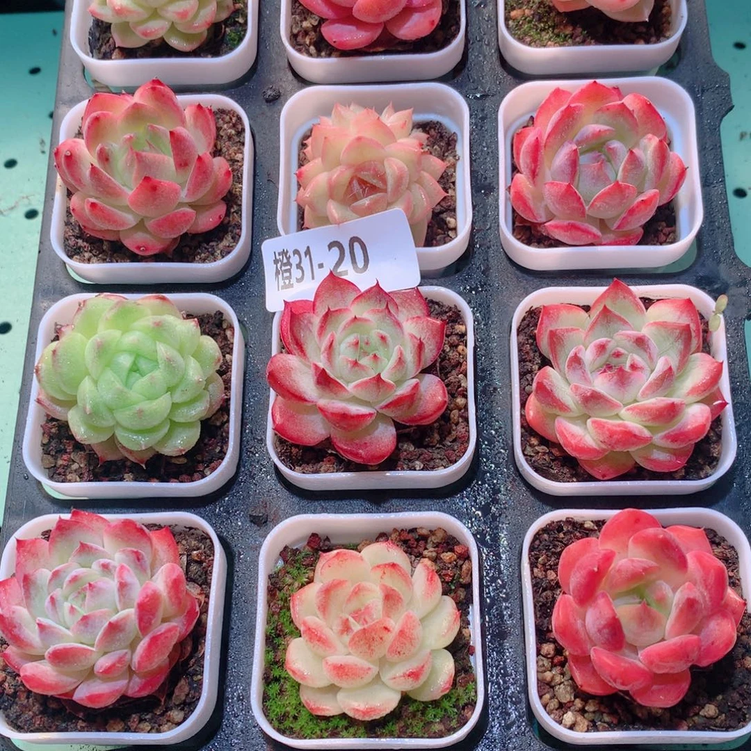31-20一物一拍多肉带盆18颗