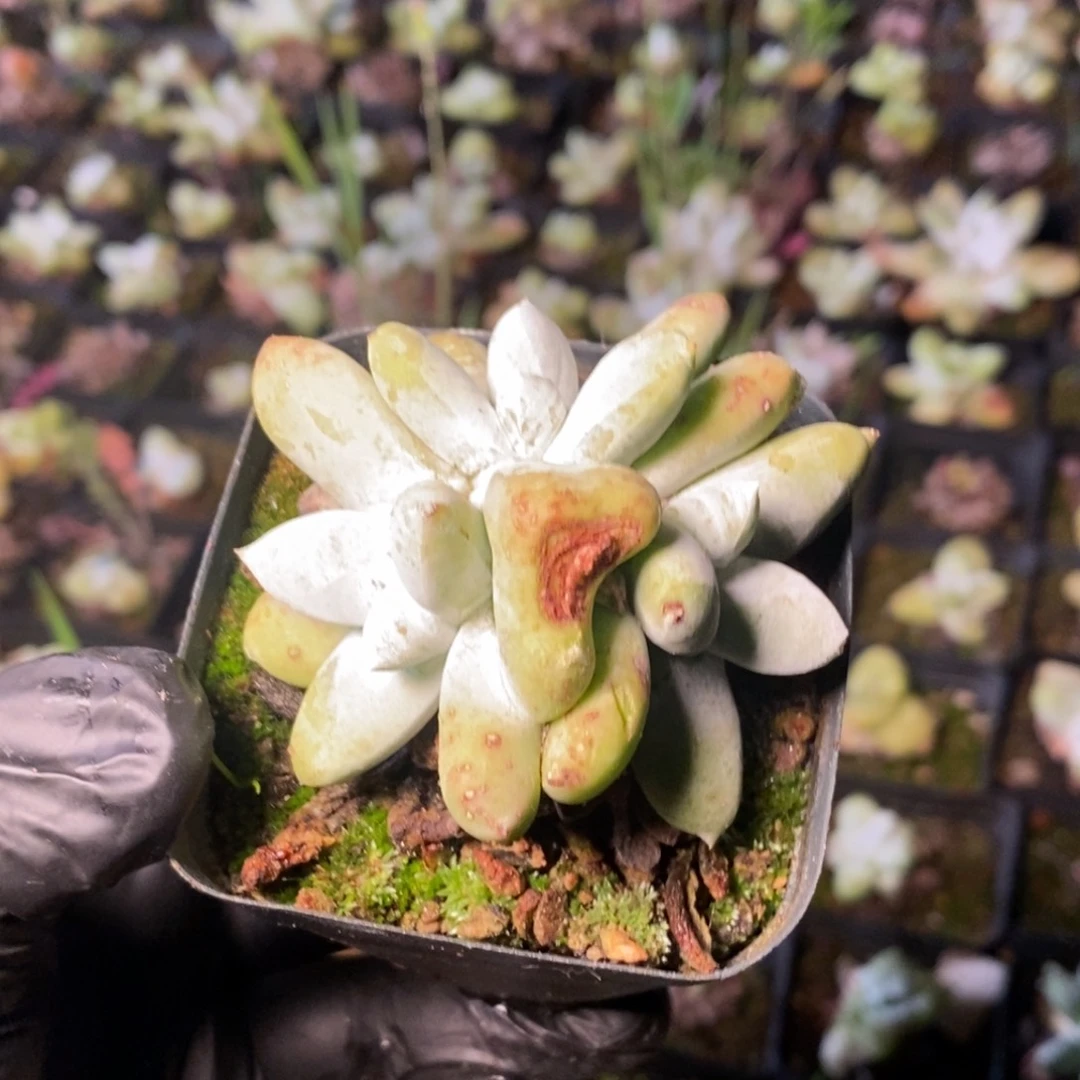 3037哈哈哈哈哈哈哈哈