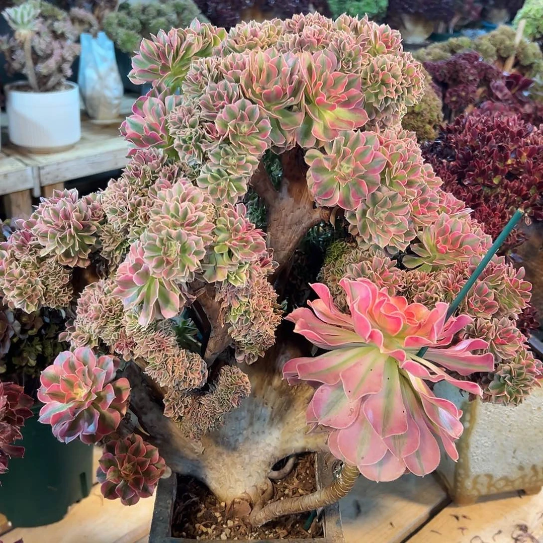 粉女巫缀化老桩全朵朵