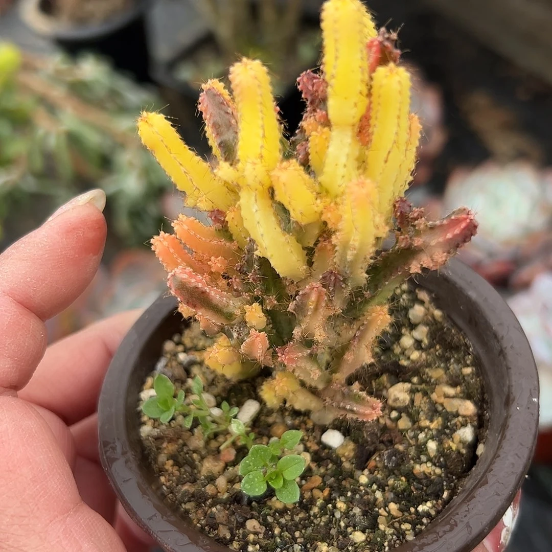 多肉植物万重山锦