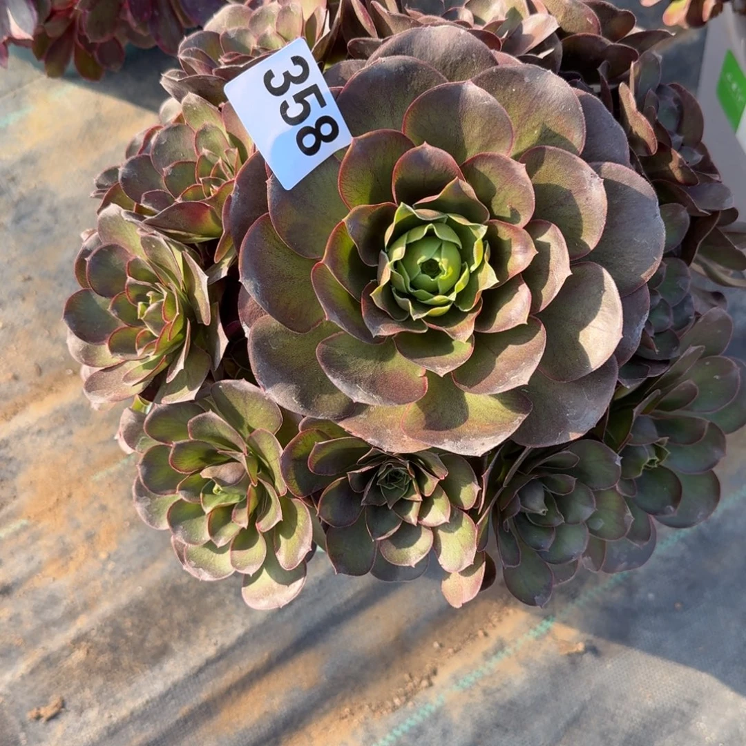 358美金玫瑰多肉植物福利