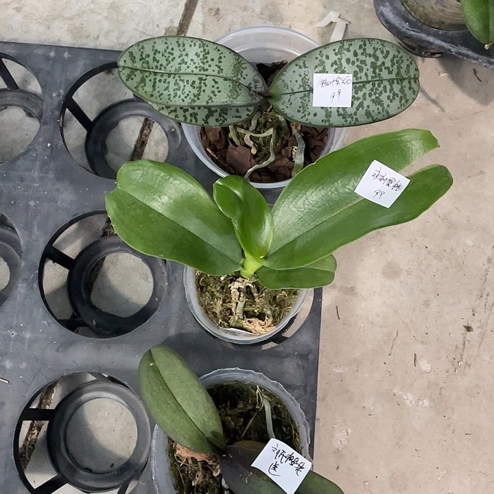 完全开放处理叶损浓香永利黑桃➕3.0银叶实生西送刘氏樱花3不售后